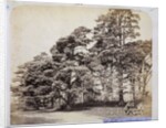 Scotch Firs, Albany Warren by Charles Thurston Thompson