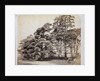 Scotch Firs, Albany Warren by Charles Thurston Thompson