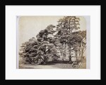 Scotch Firs, Albany Warren by Charles Thurston Thompson
