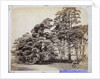 Scotch Firs, Albany Warren by Charles Thurston Thompson