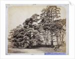 Scotch Firs, Albany Warren by Charles Thurston Thompson