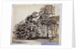 Scotch Firs, Albany Warren by Charles Thurston Thompson