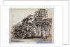 Scotch Firs, Albany Warren by Charles Thurston Thompson