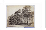 Scotch Firs, Albany Warren by Charles Thurston Thompson