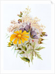 Wildflower bunch. London, England, late 19th century by Unknown