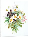 Wood Stork`s Bill & Dog Rose. London, England, late 19th century by Unknown