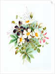 Wood Stork`s Bill & Dog Rose. London, England, late 19th century by Unknown