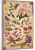 Front cover with flowers, fruits and exotic birds by Elizabeth Leveson-Gower