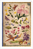 Front cover with flowers, fruits and exotic birds by Elizabeth Leveson-Gower
