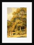 Tamarind and Wild Date Trees Beach Candy by William Carpenter
