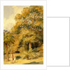 Tamarind and Wild Date Trees Beach Candy by William Carpenter