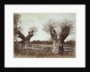 Hedgerow Trees by Benjamin Brecknell Turner
