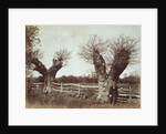 Hedgerow Trees by Benjamin Brecknell Turner