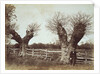 Hedgerow Trees by Benjamin Brecknell Turner
