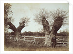 Hedgerow Trees by Benjamin Brecknell Turner