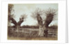 Hedgerow Trees by Benjamin Brecknell Turner