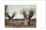 Hedgerow Trees by Benjamin Brecknell Turner