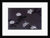 Chrysanthemums paper by Unknown