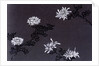 Chrysanthemums paper by Unknown