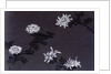 Chrysanthemums paper by Unknown