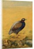 Guinea fowl. India, early 20th century by Unknown