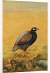 Guinea fowl. India, early 20th century by Unknown