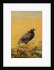 Guinea fowl. India, early 20th century by Unknown
