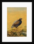 Guinea fowl. India, early 20th century by Unknown
