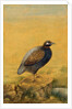 Guinea fowl. India, early 20th century by Unknown