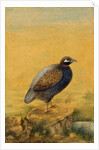 Guinea fowl. India, early 20th century by Unknown