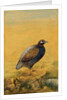 Guinea fowl. India, early 20th century by Unknown