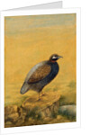 Guinea fowl. India, early 20th century by Unknown