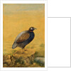 Guinea fowl. India, early 20th century by Unknown
