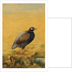 Guinea fowl. India, early 20th century by Unknown