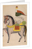The Mule Dul Dul by Anonymous