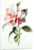 Camellia by Unknown