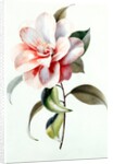 Camellia by Unknown