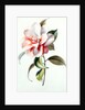 Camellia by Unknown