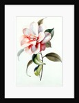 Camellia by Unknown