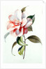 Camellia by Unknown