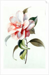 Camellia by Unknown
