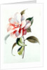 Camellia by Unknown
