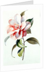Camellia by Unknown