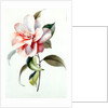 Camellia by Unknown