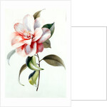 Camellia by Unknown