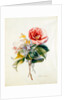 Camellia Bouquet from Flower Pieces by Unknown