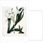 White flowers by Samuel Holden