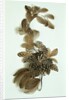 Feather ornament by Unknown