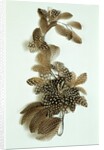 Feather ornament by Unknown