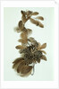 Feather ornament by Unknown